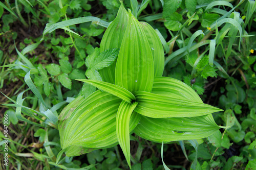 Charmed triangle plant