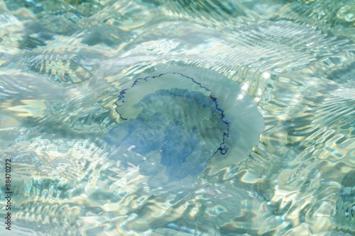 Large jellyfish in blue transparent water. Transparent water in a pond with sun rays. Seawater with pebbles at the bottom. Gorana river. Summer. Sunny day.