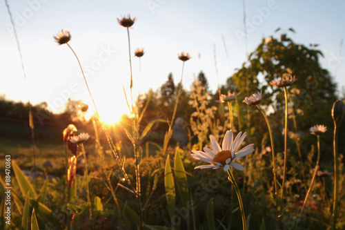 wildflowers at sunset photo