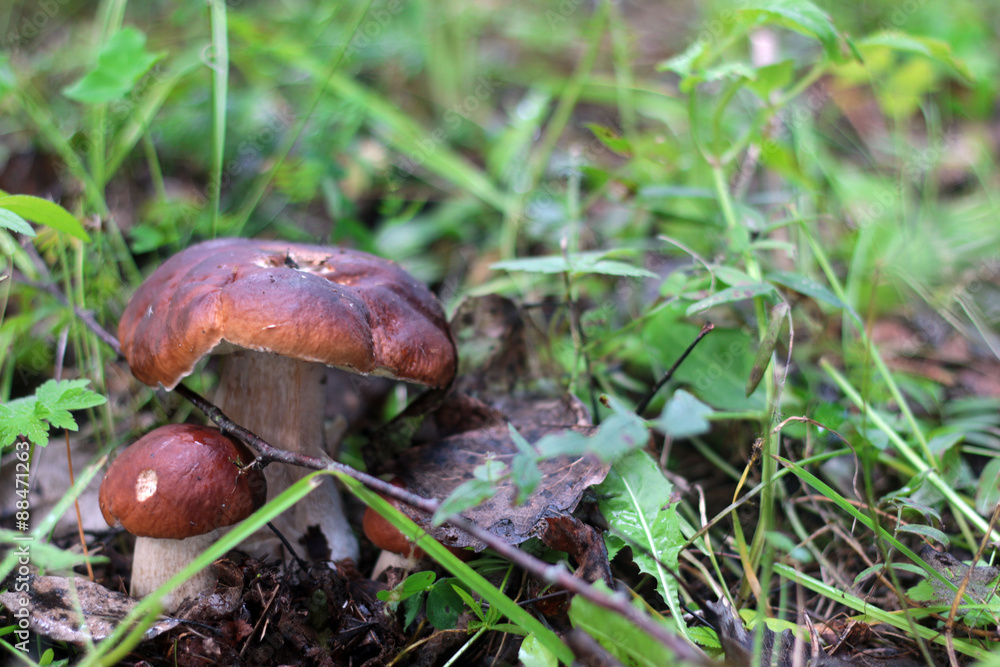 collect porcini mushrooms in nature collect porcini mushrooms in nature