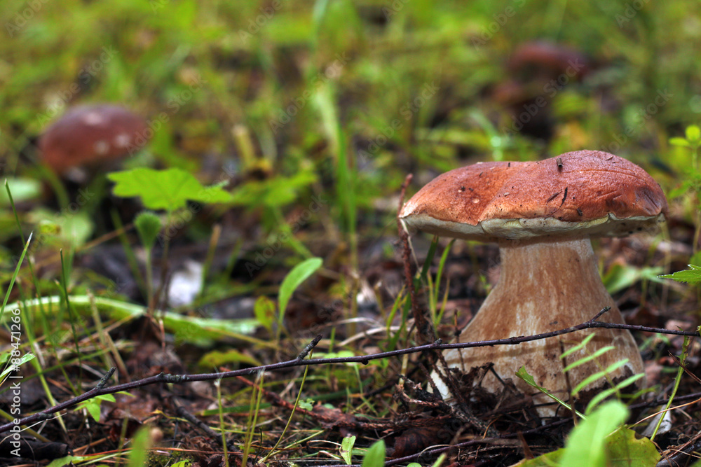 collect porcini mushrooms in nature collect porcini mushrooms in nature