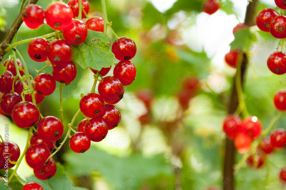Red currants in the garden Red currants in the garden