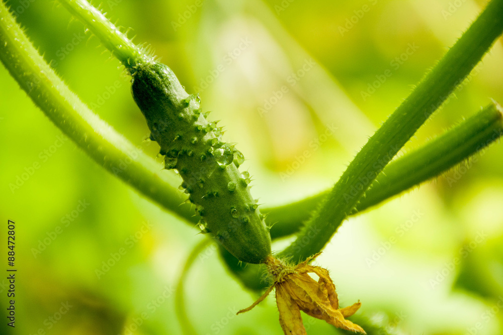 Fototapeta premium Growing cucumber in the garden