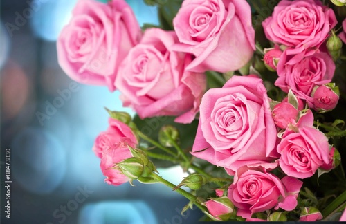 Rose  Flower  Valentine s Day.