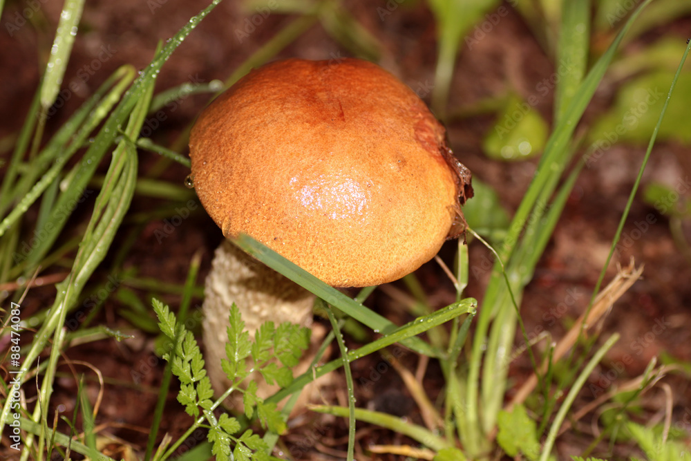 boletus edulis