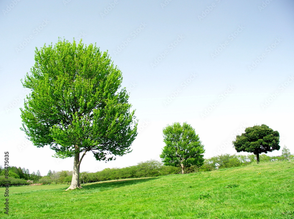 Fototapeta premium 春の草原風景