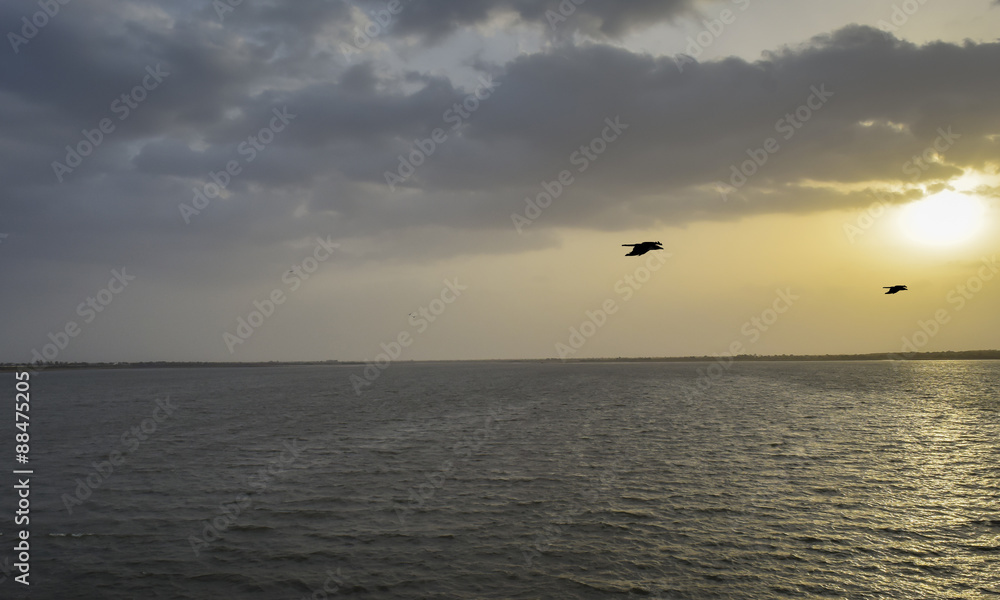 Birds flying home before sunset