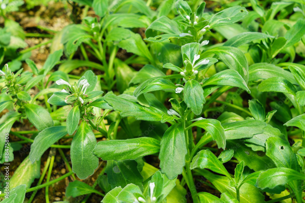 Ajuga Ajuga