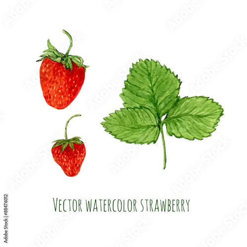 Vector illustration with watercolor strawberry. Hand drawn berry for farmers market,  herbal tea, eco product design, soap package, etc. Organic food.