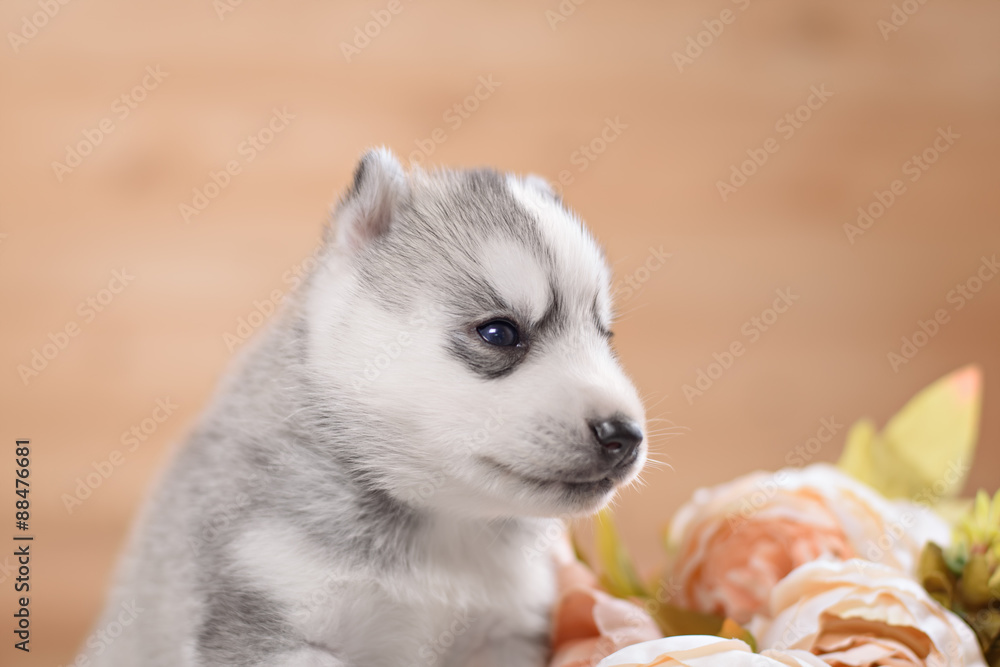 Fototapeta premium puppy of siberian husky