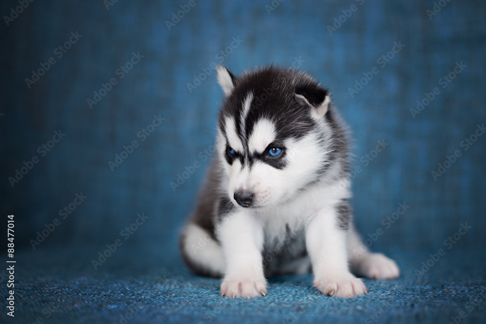 Fototapeta premium A beautiful Husky puppy with pretty blue eyes on a blue background.