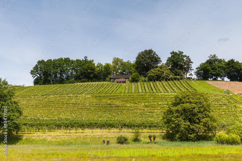 Vineyard on the peninsula Au Vineyard on the peninsula Au