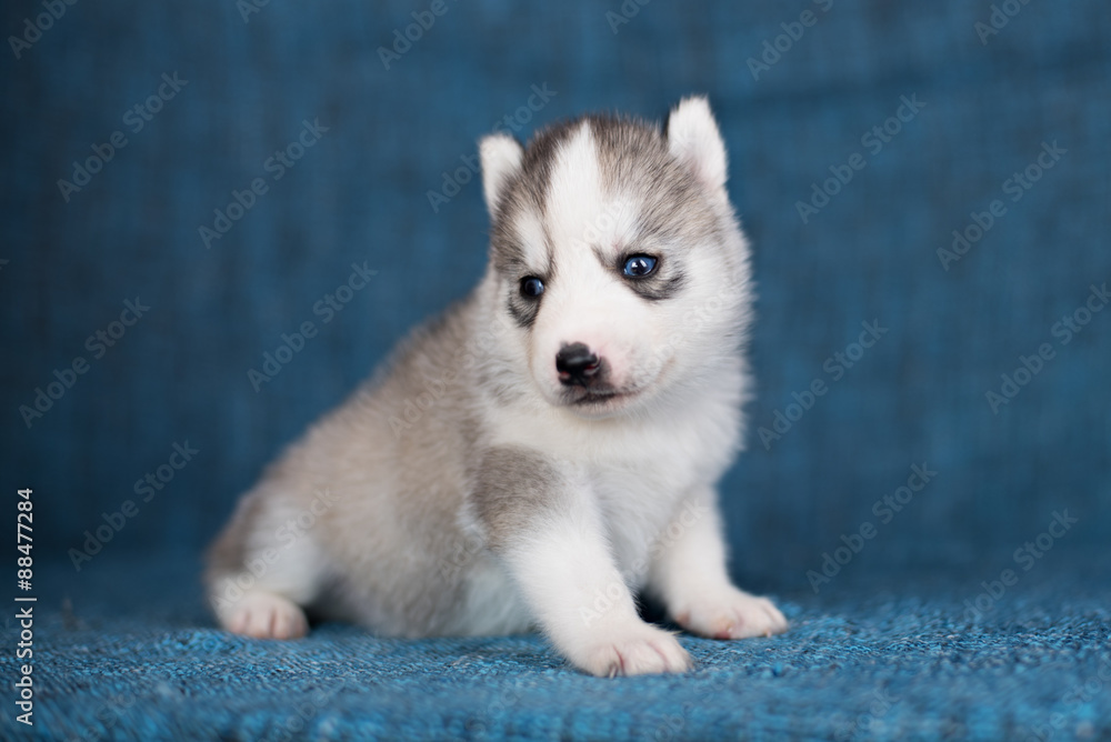 Fototapeta premium A beautiful Husky puppy with pretty blue eyes on a blue background.