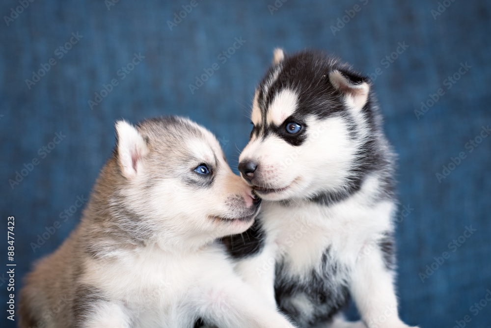 Obraz premium Husky puppies on a blue background