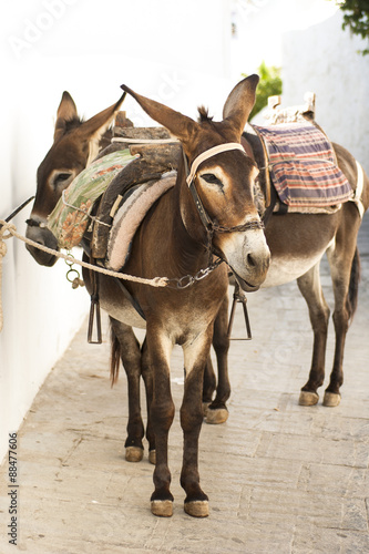 Donkeys in Lindos, Greece