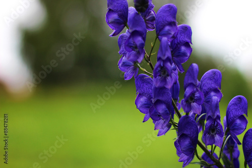 aconite flowers on a summer meadow