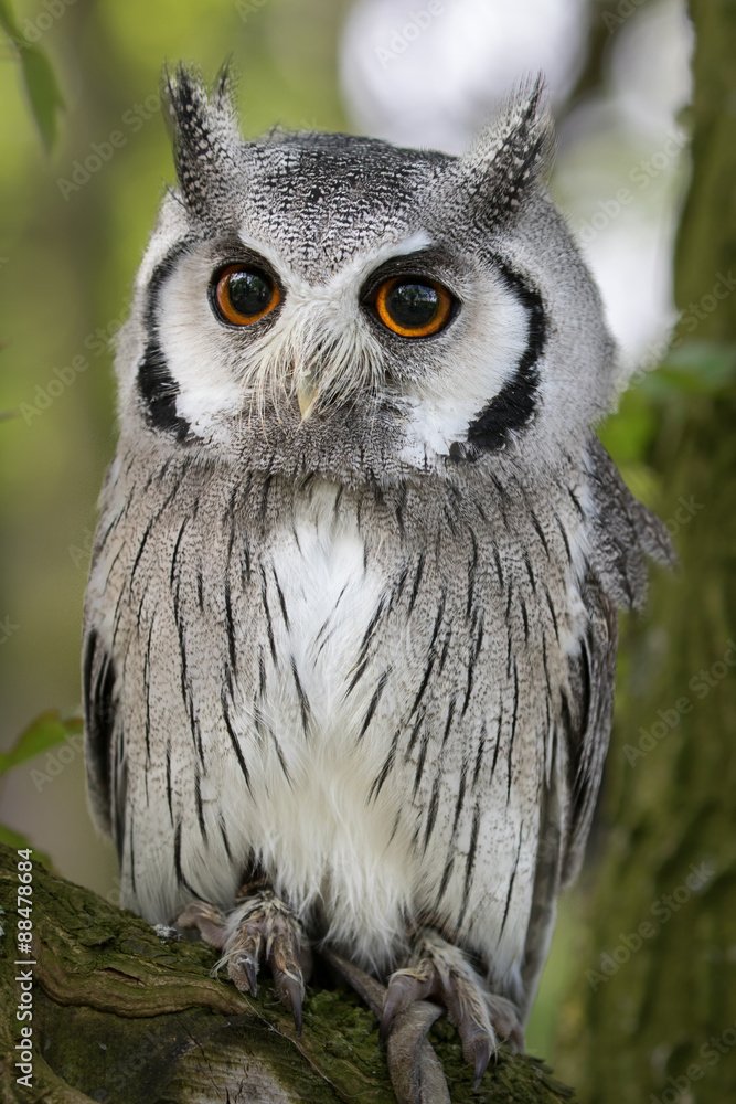 White faced Scops Owl perched in a tree. White faced Scops Owl perched in a tree.