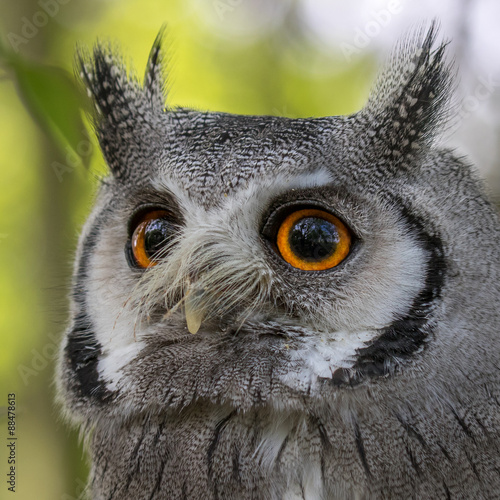 White faced Scops Owl headshot. © L Galbraith