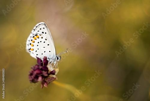 Beautiful butterfly sitting on a flower