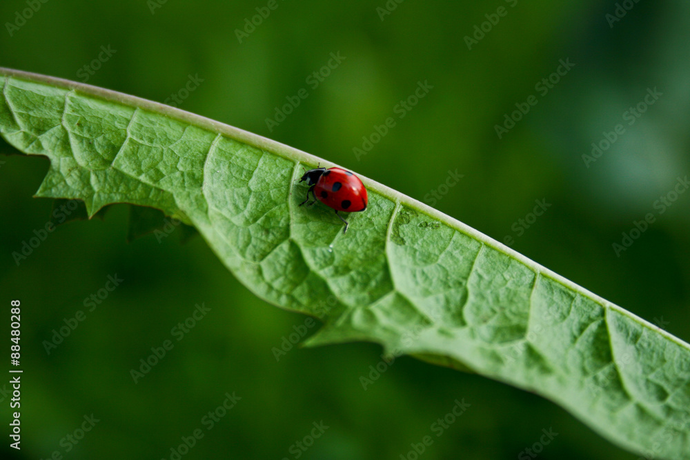 Obraz premium Ladybug