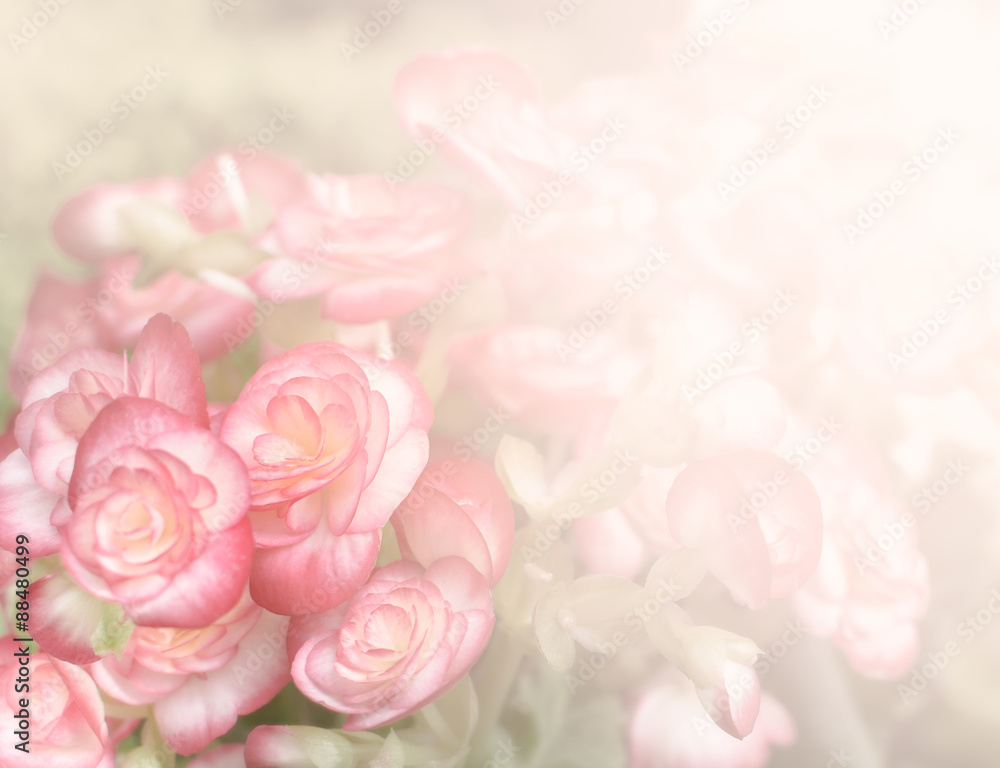Pink begonia flower background