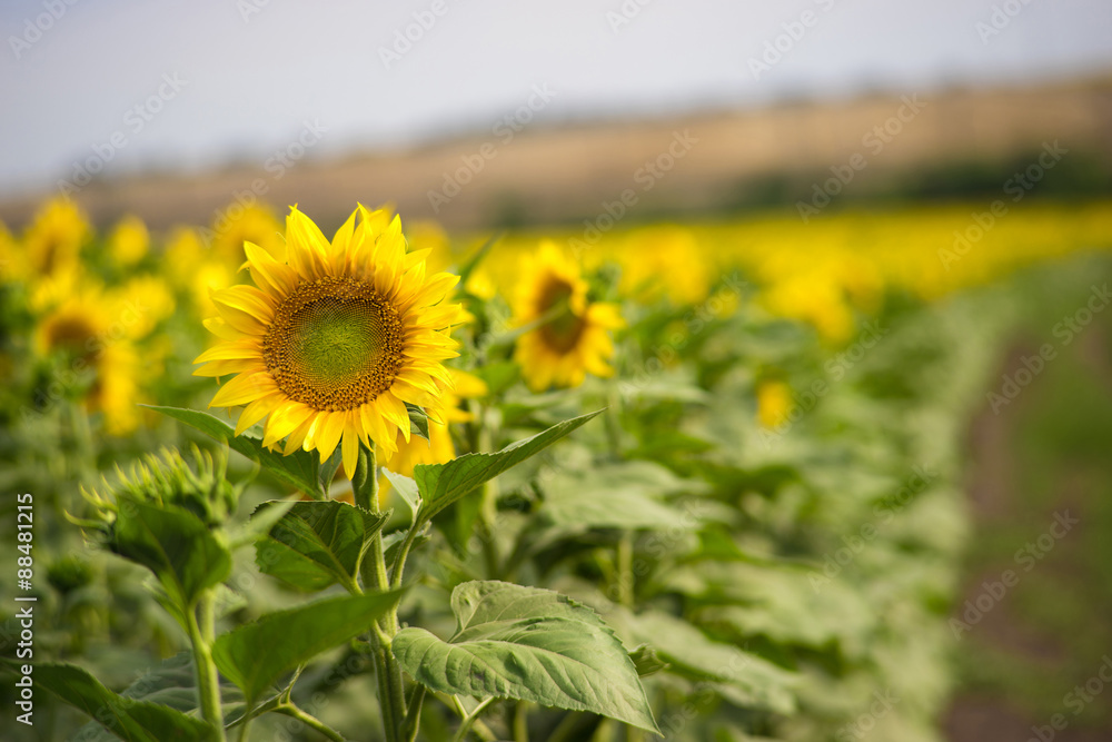field of sunflowers at sunset