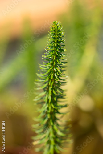 horsetail - hippuris vulgaris - plantaginaceae photo