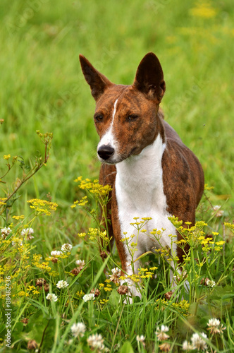 Basenji dog in a grass