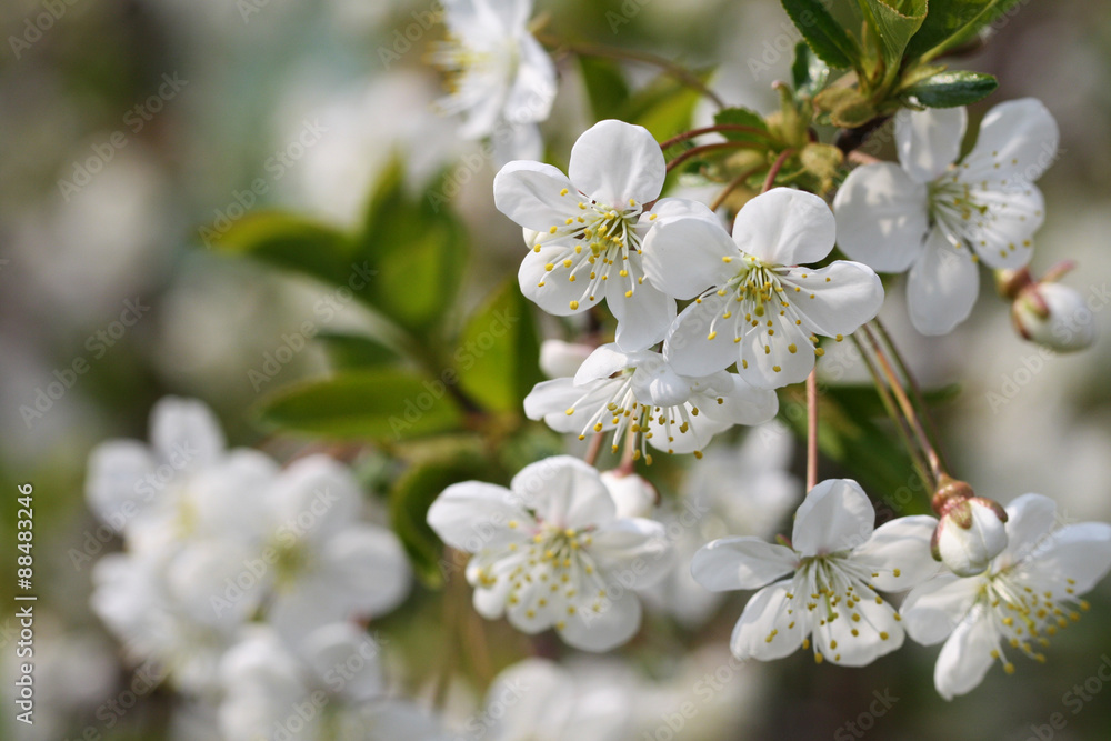 Fototapeta premium Cherry tree. White flowers blossom. Spring close up photo. Nature background.