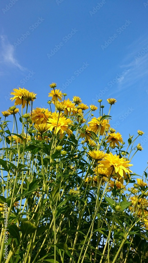 Freiheit - Mein schöner Garten