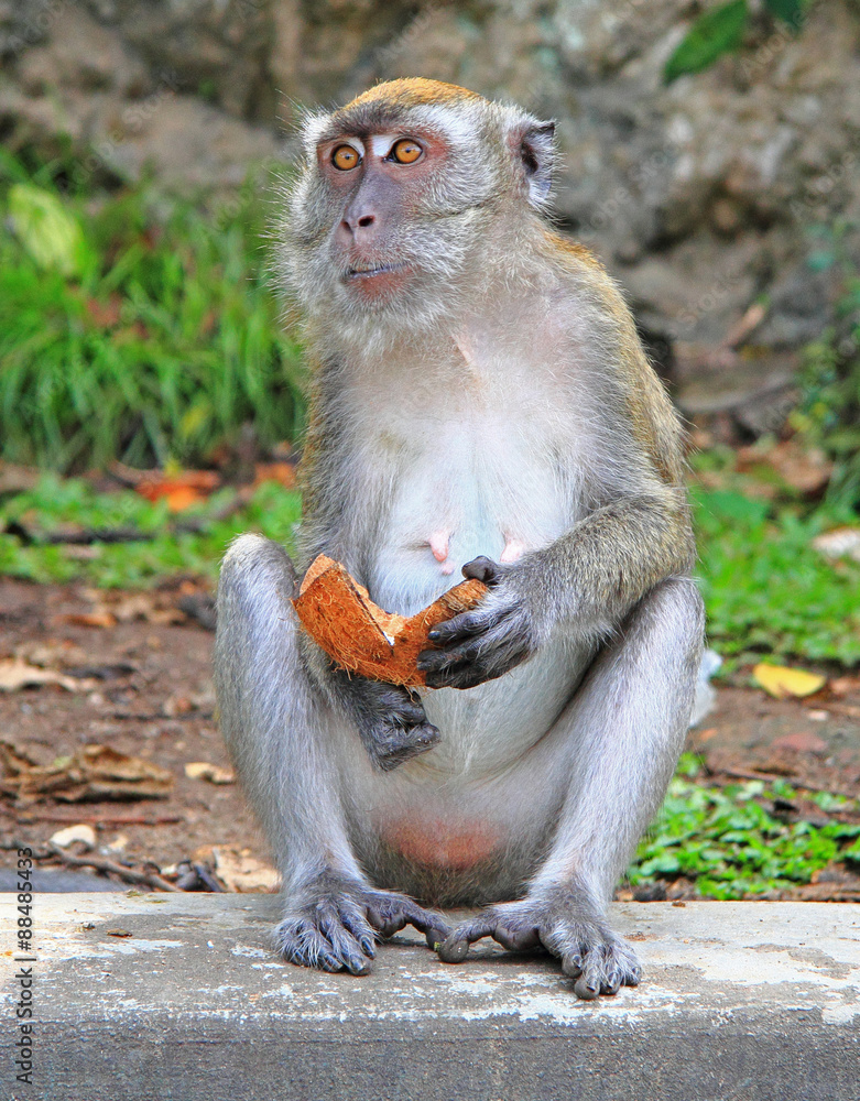 Obraz premium monkey with piece of coconut