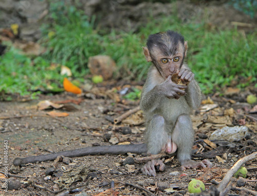 baby macaque nearly Batu caves