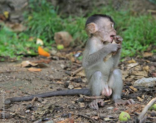 baby macaque nearly Batu caves © babble