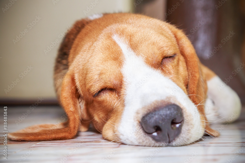 Nice beagle dog boy sleep