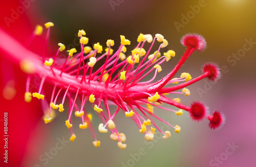 Hibiscus flower pollen