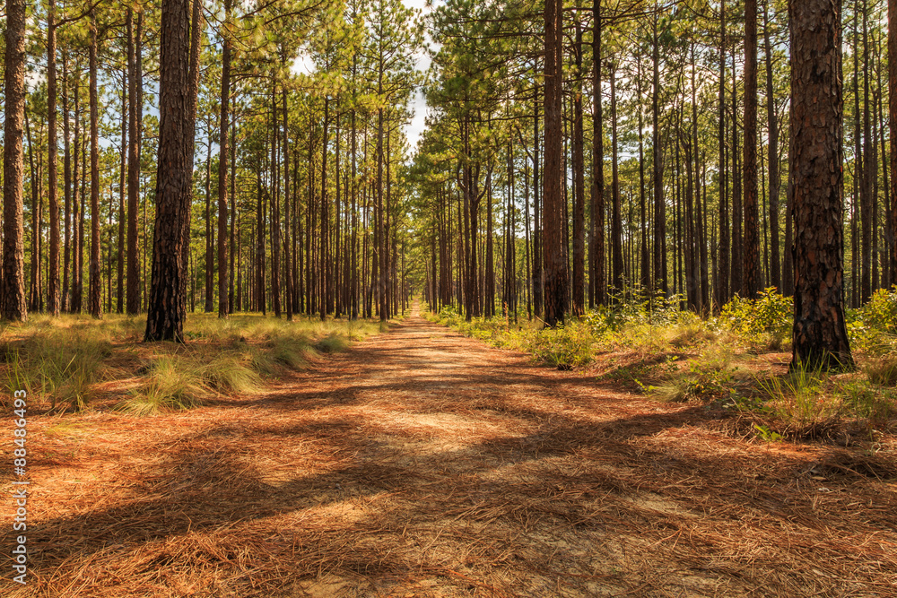 Naklejka premium Pine Needle trail