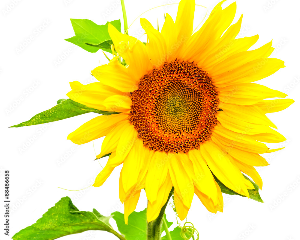 Obraz premium sunflower isolated