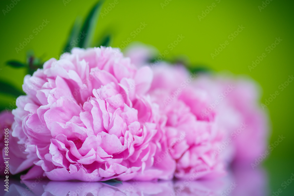 beautiful pink peonies beautiful pink peonies