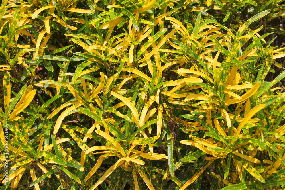 ornamental yellow and green plant leaves