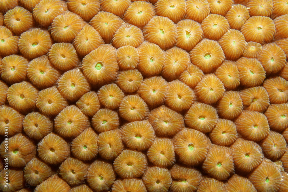 Obraz premium Close up of Great Star coral Montastraea cavernosa