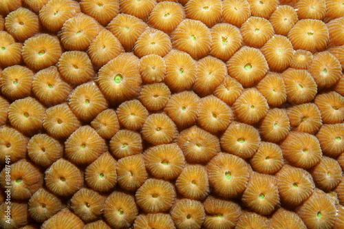 Close up of Great Star coral Montastraea cavernosa photo