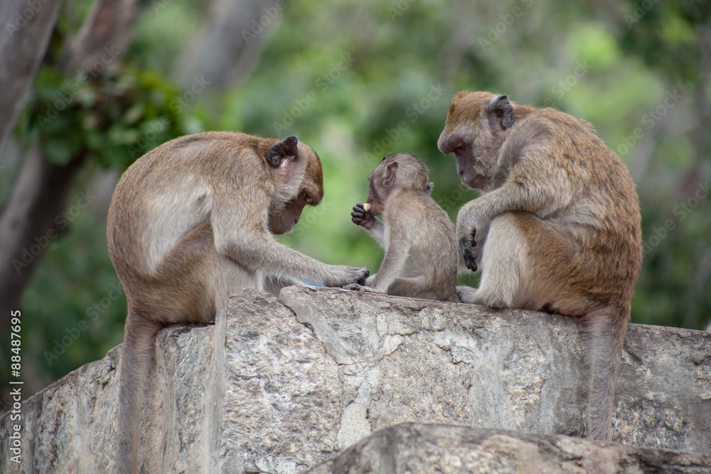 Thai monkey family in the Thai temple