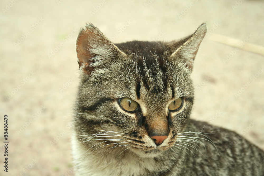 Obraz premium Портрет серого кота