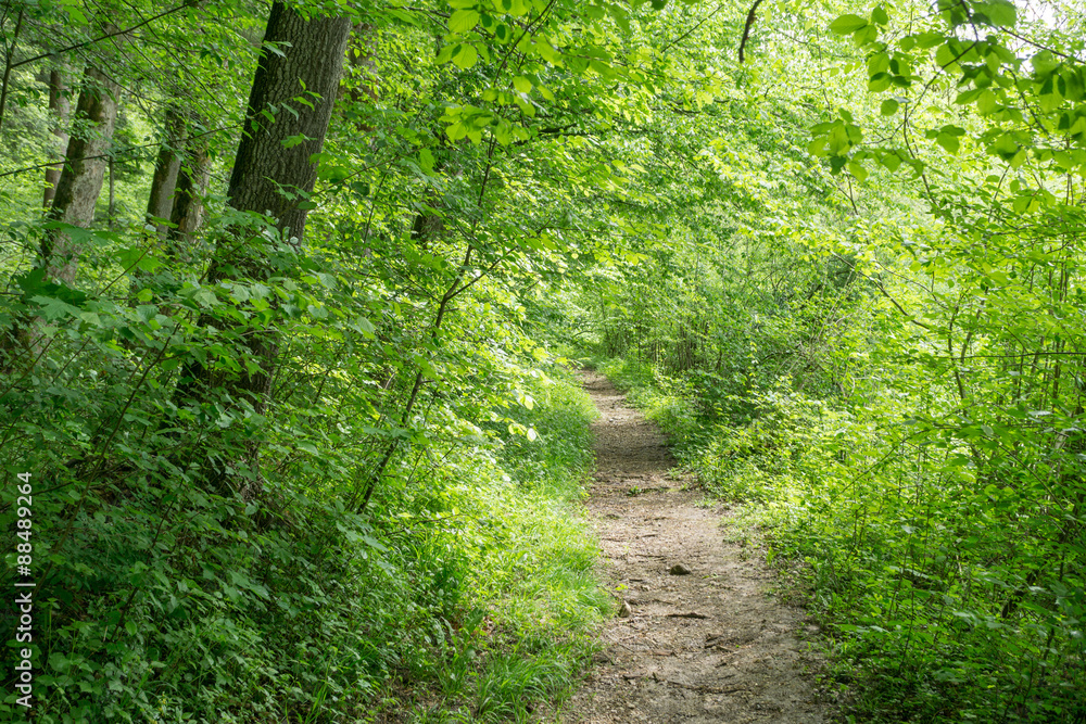 Fototapeta premium Weg im Wald