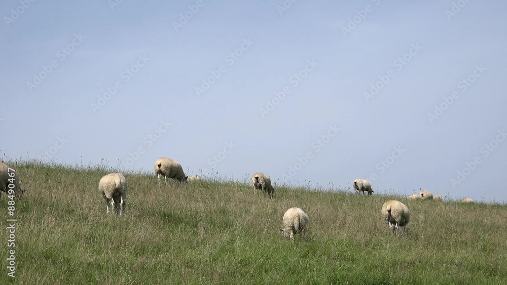 flock of sheep standing on meadow flock of sheep standing on meadow