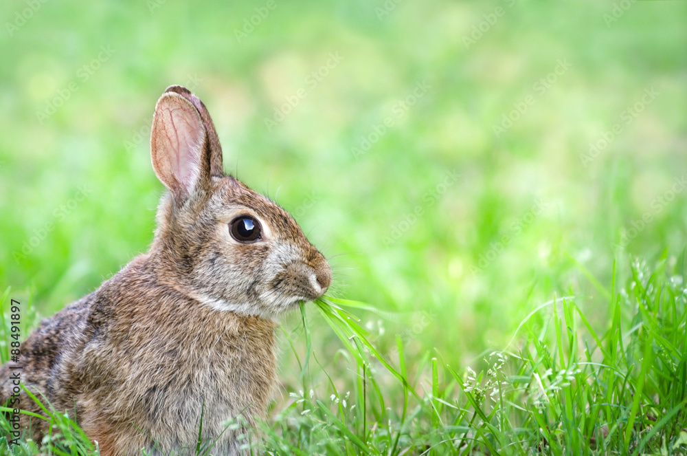 Cute Cottontail bunny rabbit munching grass in the garden Cute Cottontail bunny rabbit munching grass in the garden