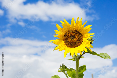 Beautiful sunflower against blue sky