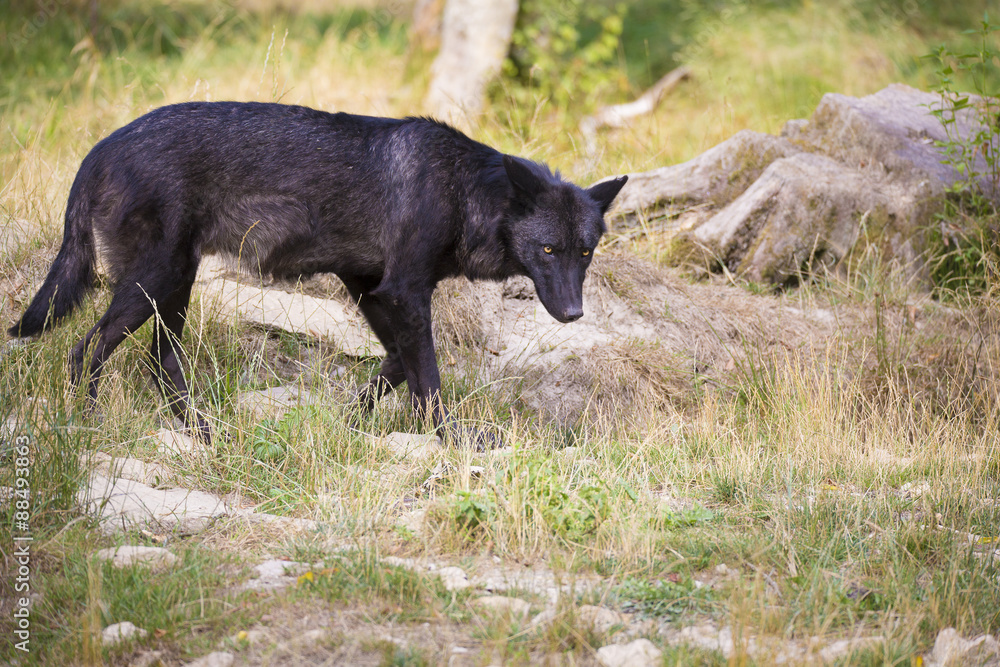 Fototapeta premium Loup noir Timberwolf