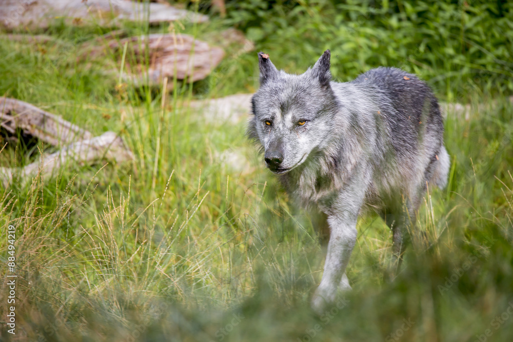 Loup noir Timberwolf