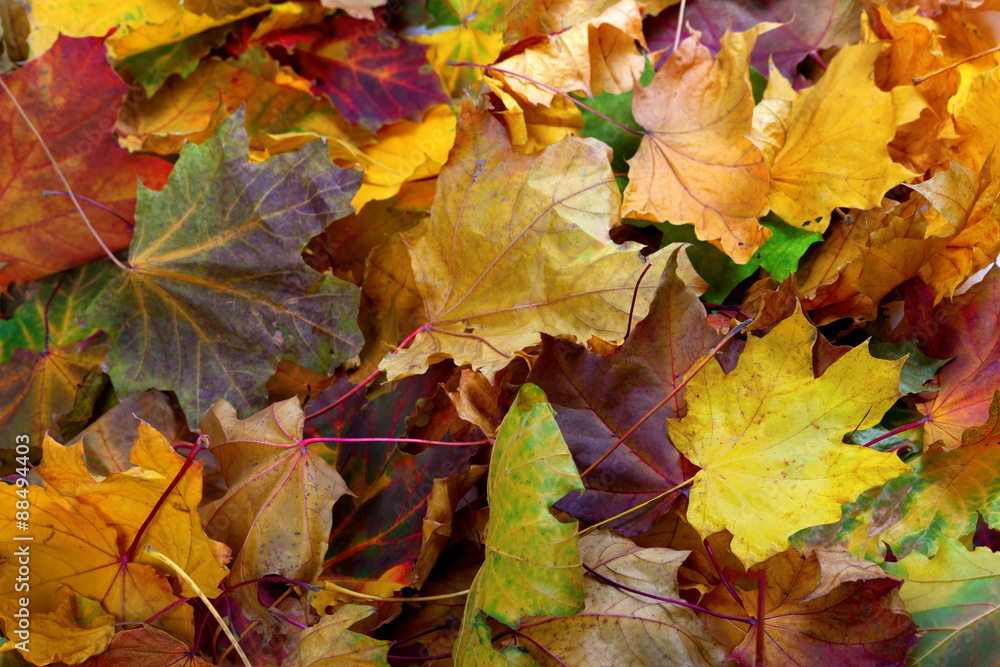 Autumn dry maple leafs Autumn dry maple leafs